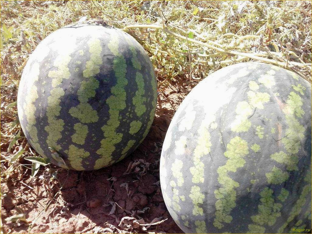 (вырастить, сладкий, арбуз, сорта, холодок) Как вырастить сладкий арбуз сорта Холодок на даче