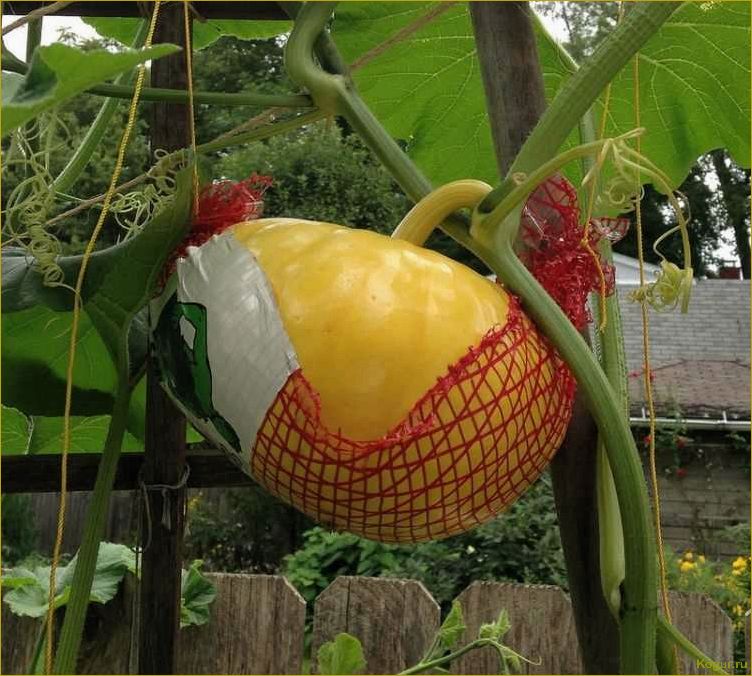 Как вырастить сочную сладкую тыкву на своем участке?