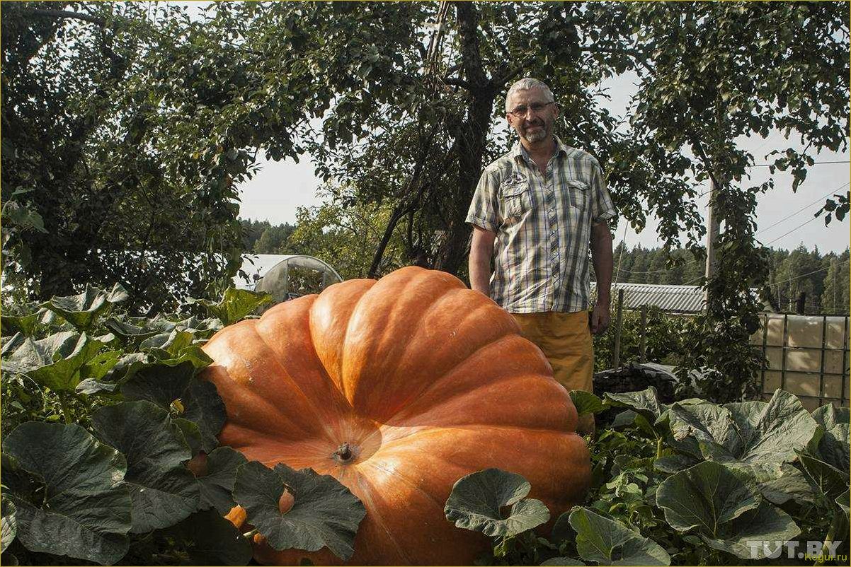Как вырастить сочную сладкую тыкву на своем участке?