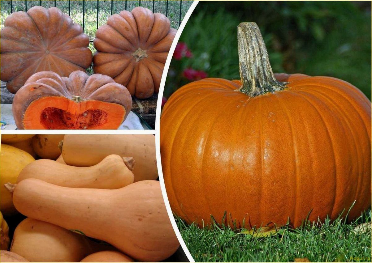 Как вырастить сочную сладкую тыкву на своем участке?
