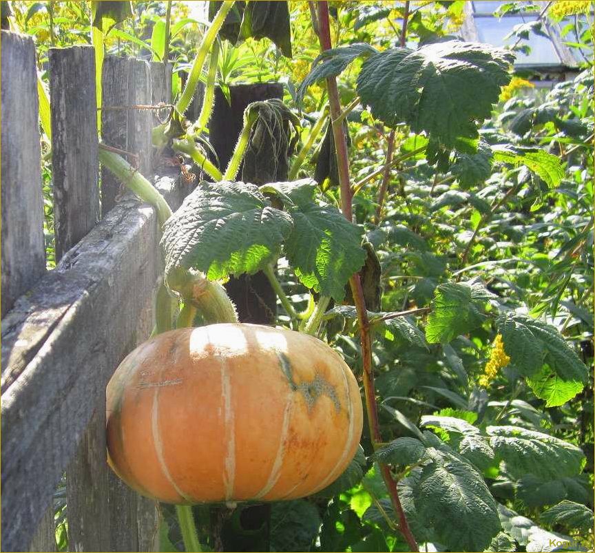 Как вырастить сочную сладкую тыкву на своем участке?