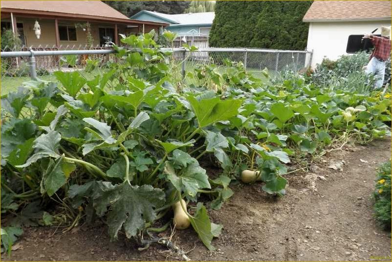 Как вырастить сочную сладкую тыкву на своем участке?