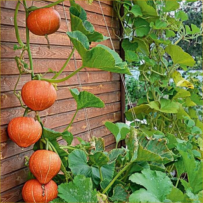 Как вырастить сочную сладкую тыкву на своем участке?