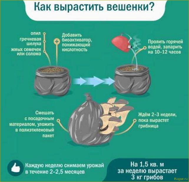 (советы, рекомендации, выращиванию, вешенок, домашних) Советы и рекомендации по выращиванию вешенок в домашних условиях