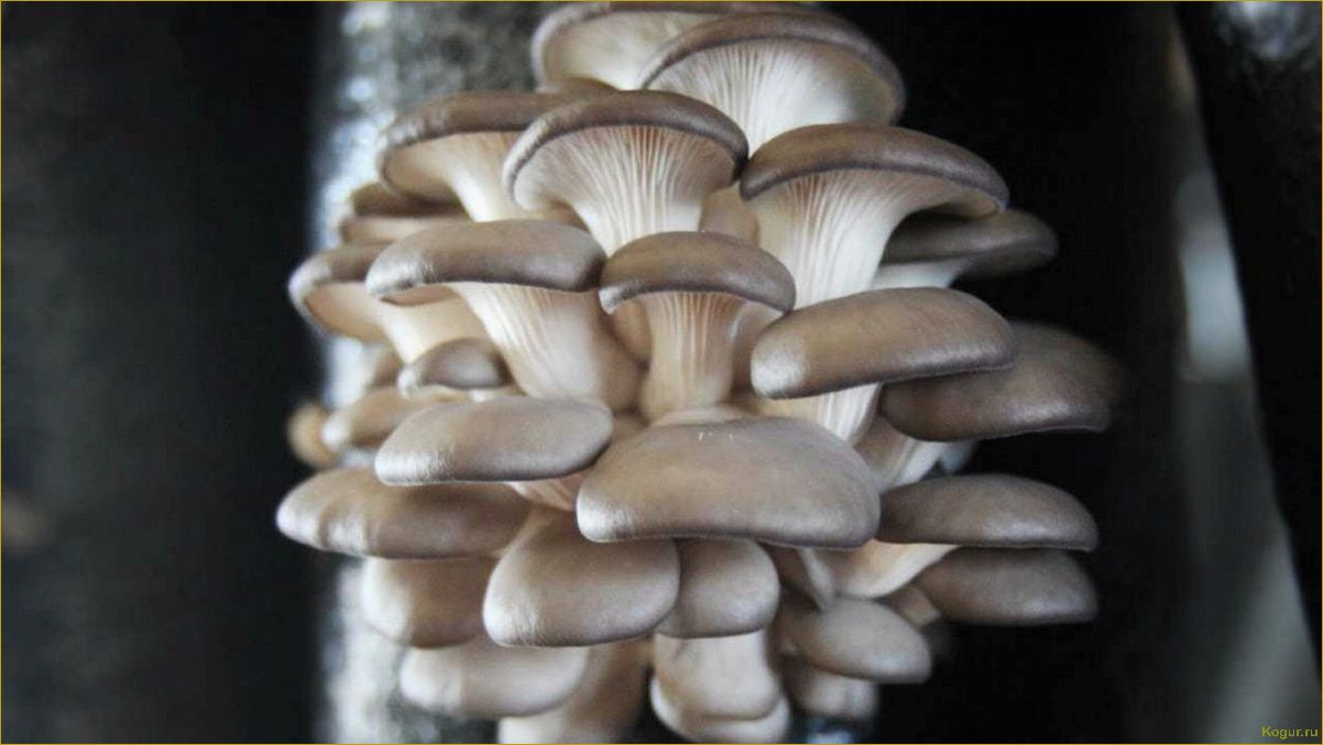 (советы, рекомендации, выращиванию, вешенок, домашних) Советы и рекомендации по выращиванию вешенок в домашних условиях