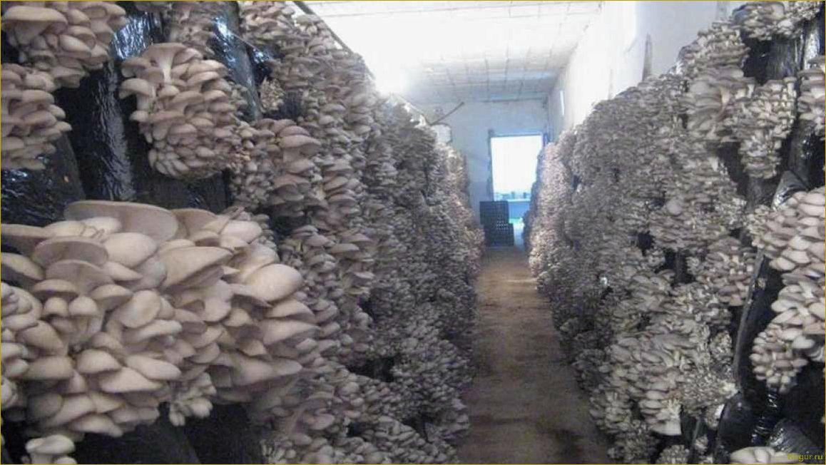 (советы, рекомендации, выращиванию, вешенок, домашних) Советы и рекомендации по выращиванию вешенок в домашних условиях