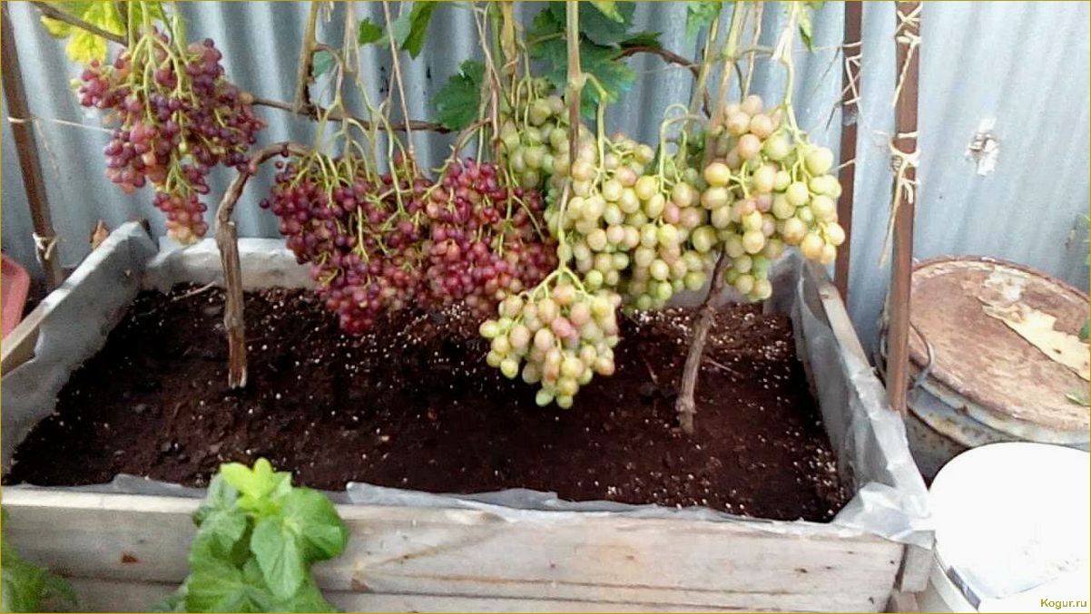 (вырастить, виноград, косточки, необходимо) Как вырастить виноград из косточки и что для этого необходимо