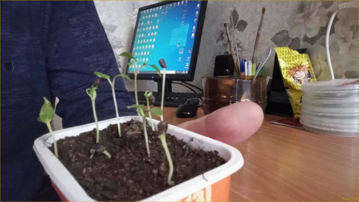 (вырастить, виноград, косточки, необходимо) Как вырастить виноград из косточки и что для этого необходимо