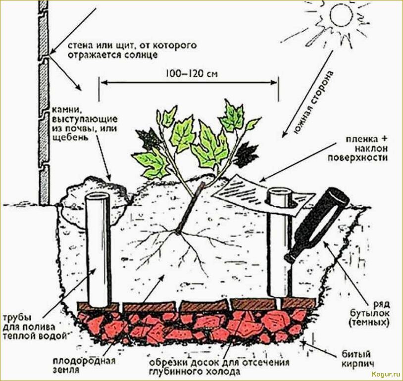 (вырастить, виноград, косточки, необходимо) Как вырастить виноград из косточки и что для этого необходимо