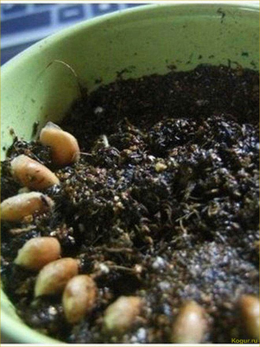 (вырастить, виноград, косточки, необходимо) Как вырастить виноград из косточки и что для этого необходимо