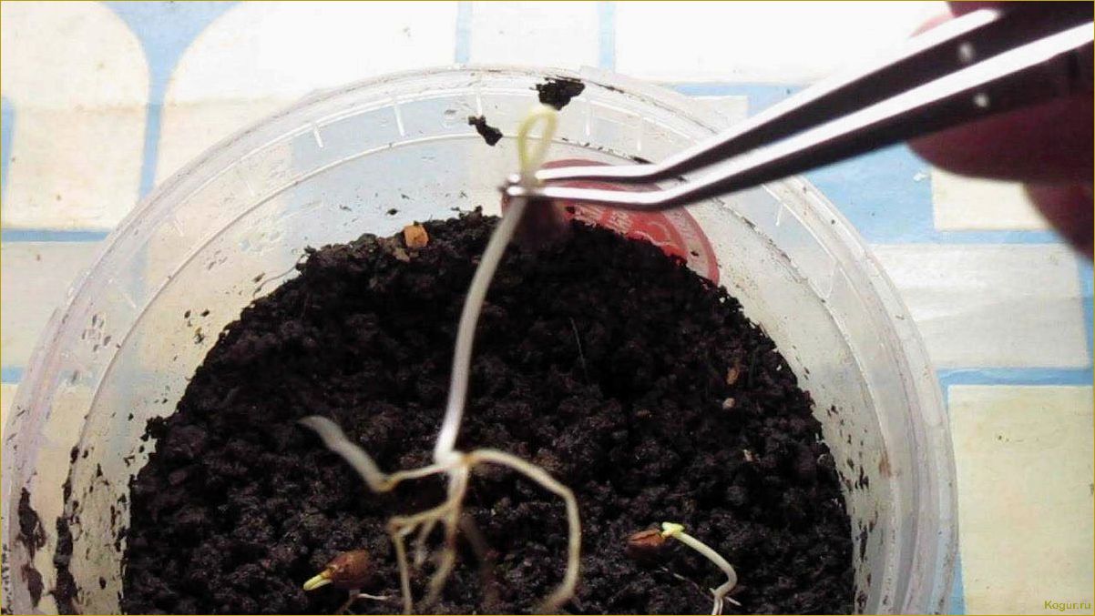 (вырастить, виноград, косточки, необходимо) Как вырастить виноград из косточки и что для этого необходимо