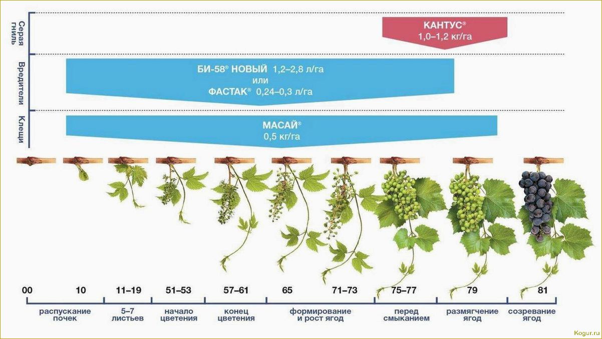 (вырастить, виноград, косточки, необходимо) Как вырастить виноград из косточки и что для этого необходимо