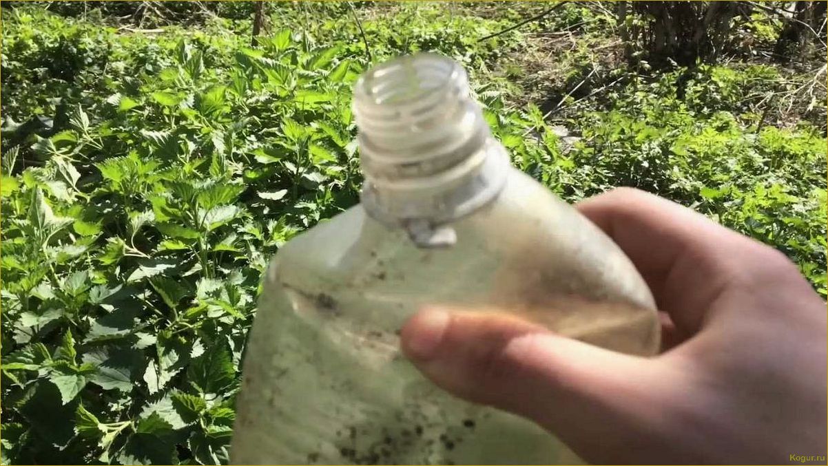 (избавиться, крапивы, участке, эффективные, советы) Как избавиться от крапивы на участке — эффективные советы и методы