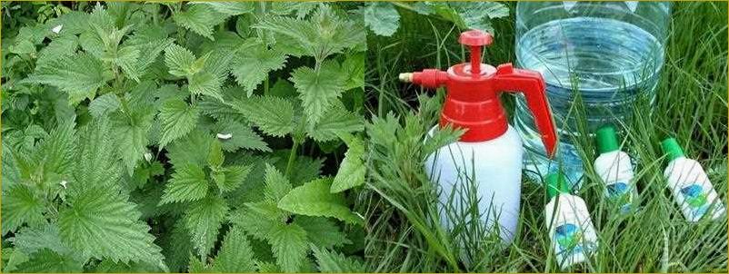 (избавиться, крапивы, участке, эффективные, советы) Как избавиться от крапивы на участке — эффективные советы и методы