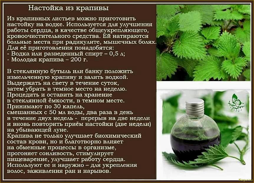 (избавиться, крапивы, участке, эффективные, советы) Как избавиться от крапивы на участке — эффективные советы и методы