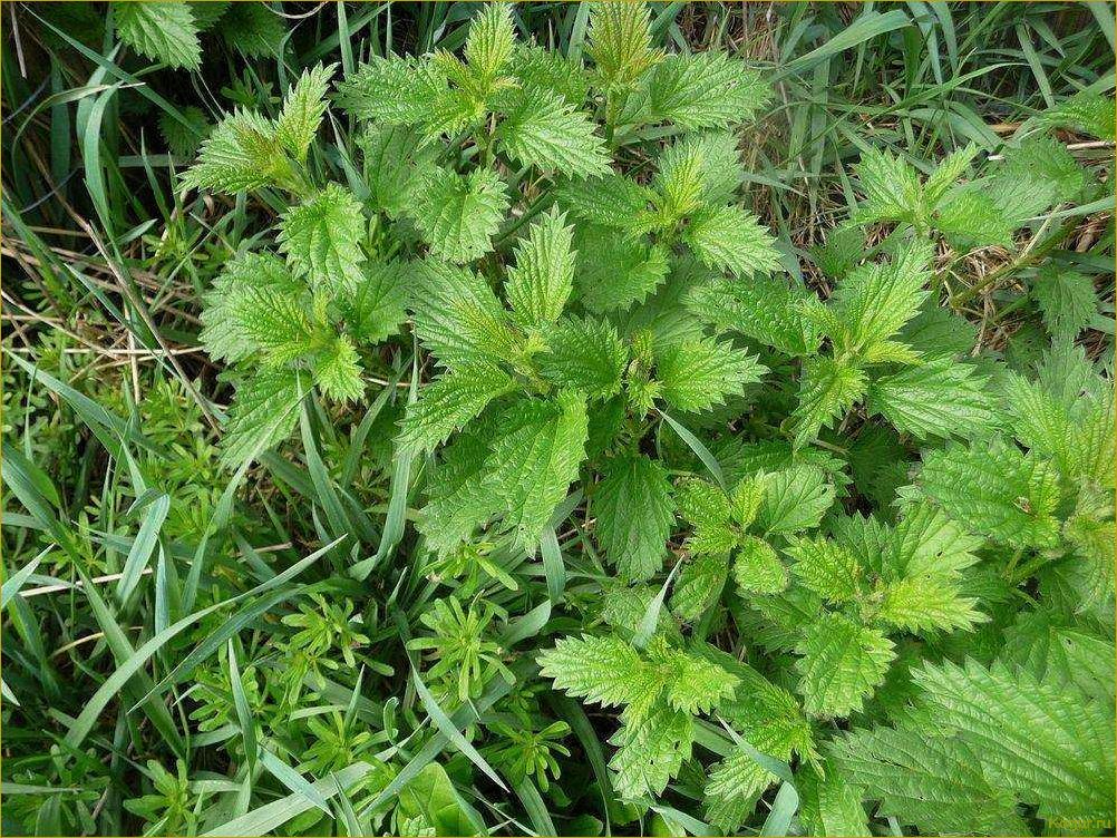 (избавиться, крапивы, участке, эффективные, советы) Как избавиться от крапивы на участке — эффективные советы и методы