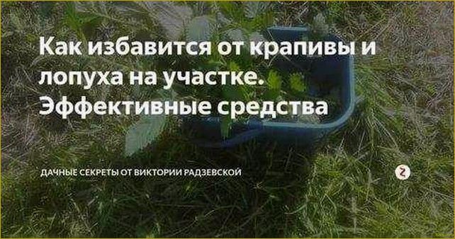 (избавиться, крапивы, участке, эффективные, советы) Как избавиться от крапивы на участке — эффективные советы и методы