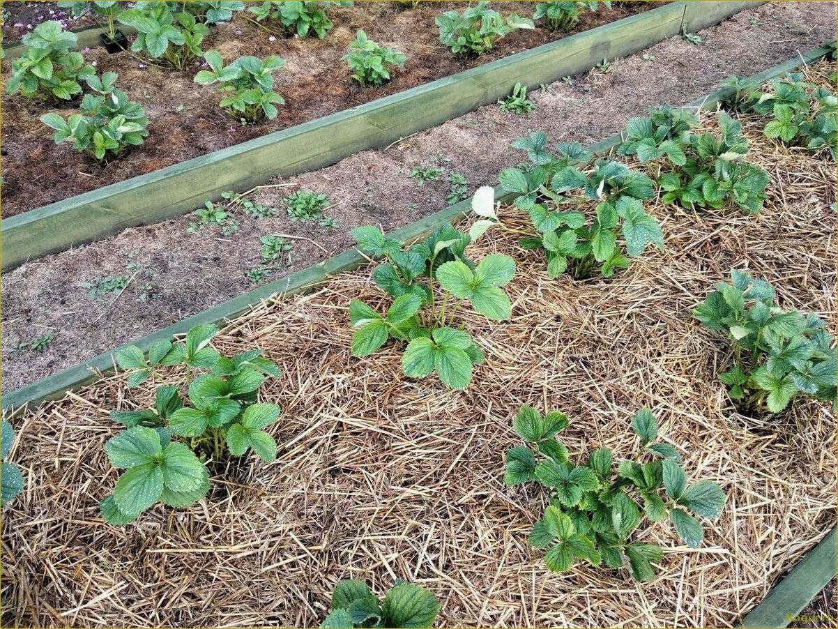 (избавиться, слизней, огороде, сохранить, урожай) Как избавиться от слизней на огороде и сохранить урожай