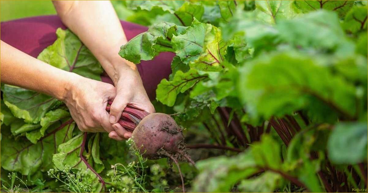 (избавиться, слизней, огороде, сохранить, урожай) Как избавиться от слизней на огороде и сохранить урожай