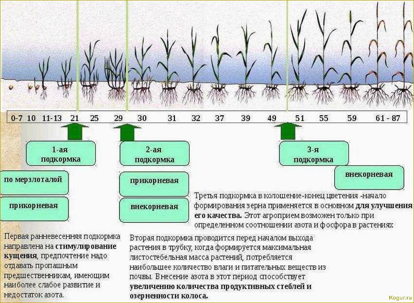 (избавиться, слизней, огороде, сохранить, урожай) Как избавиться от слизней на огороде и сохранить урожай