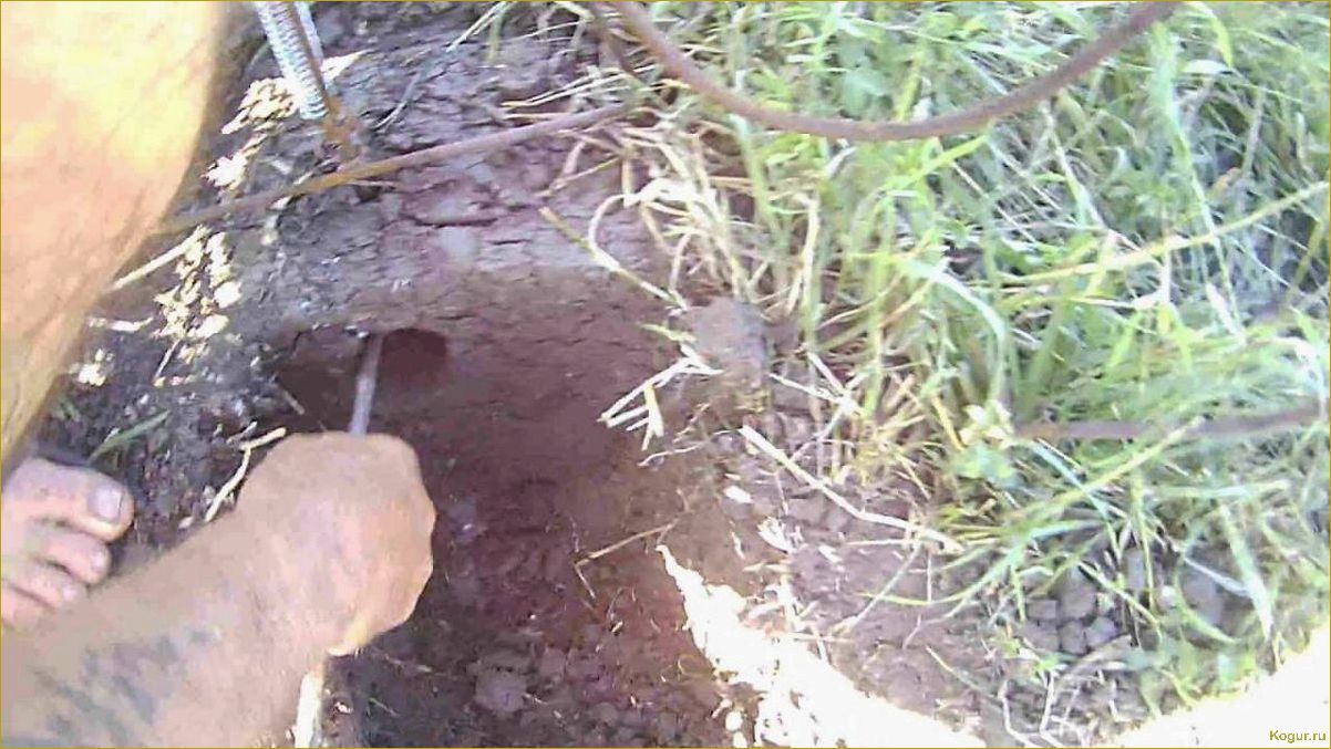 (избавиться, слизней, огороде, сохранить, урожай) Как избавиться от слизней на огороде и сохранить урожай