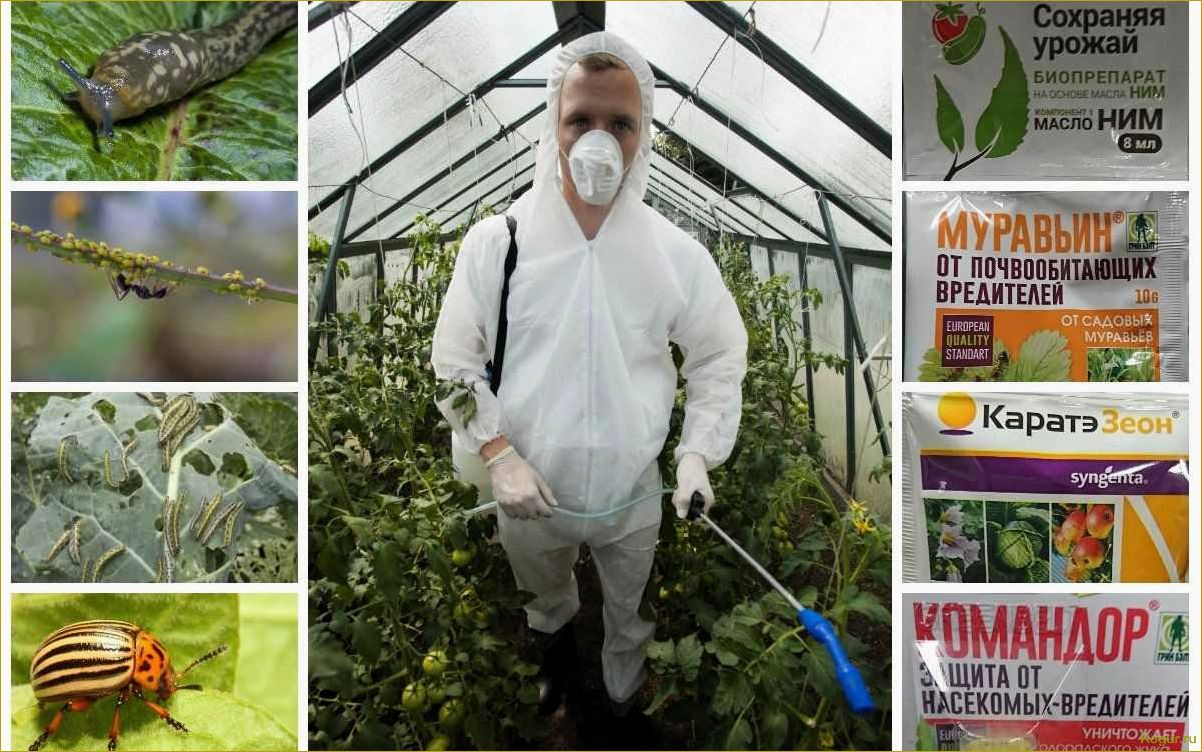 (избавиться, слизней, огороде, сохранить, урожай) Как избавиться от слизней на огороде и сохранить урожай