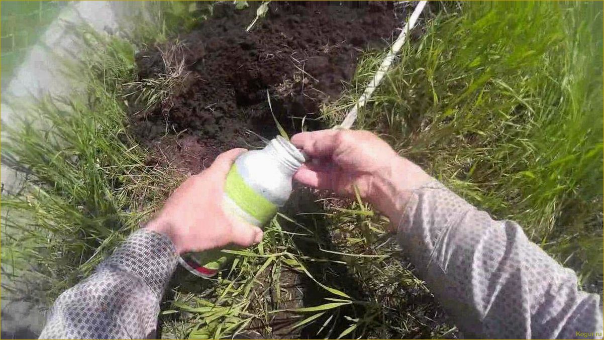 (избавиться, слизней, огороде, сохранить, урожай) Как избавиться от слизней на огороде и сохранить урожай