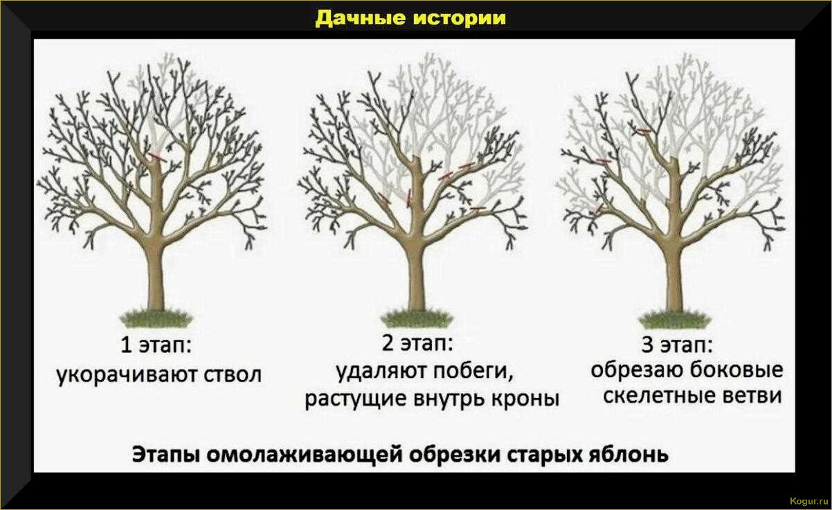 Как заставить яблоню плодоносить — простые и эффективные способы