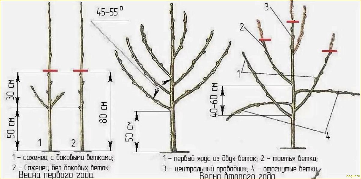 Как заставить яблоню плодоносить — простые и эффективные способы