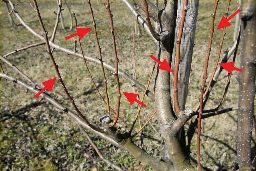 Как заставить яблоню плодоносить — простые и эффективные способы