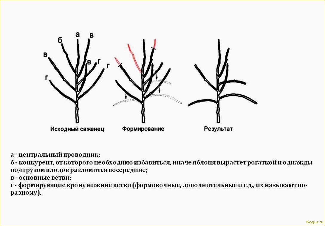 Как заставить яблоню плодоносить — простые и эффективные способы