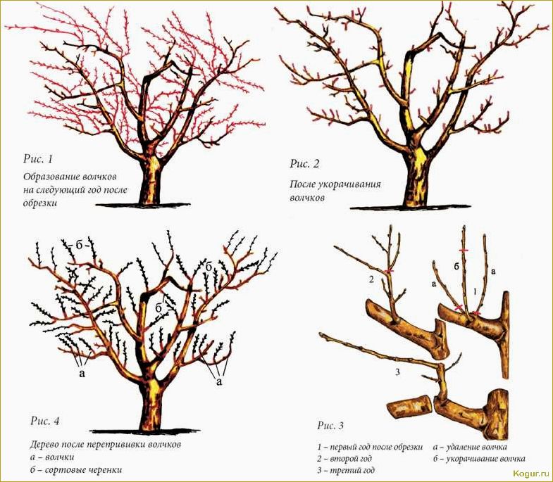 Как заставить яблоню плодоносить — простые и эффективные способы