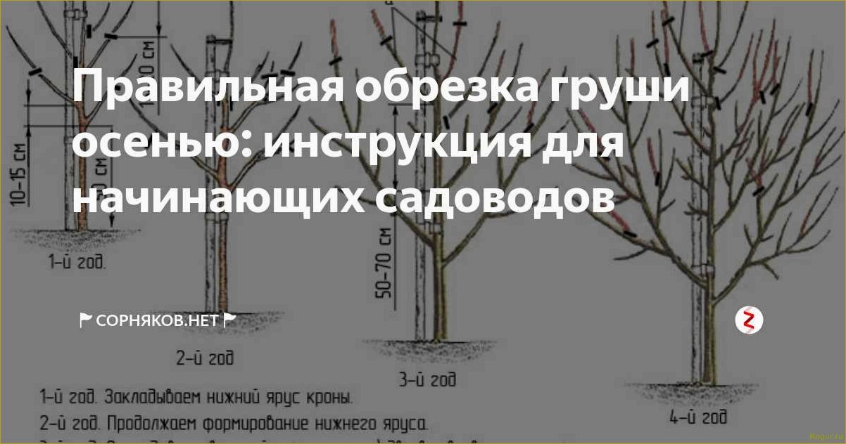 Как заставить яблоню плодоносить — простые и эффективные способы