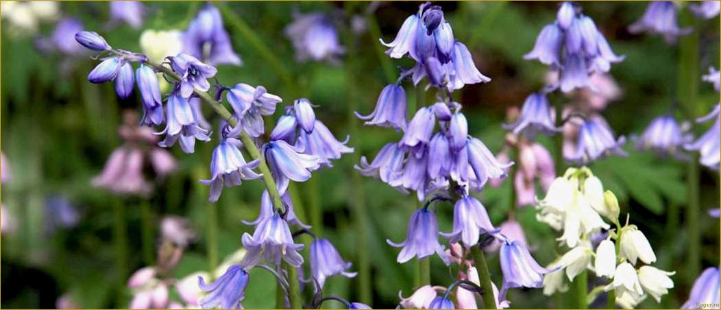 (сцилла, посадка, уход, открытом, грунте) Сцилла: посадка и уход в открытом грунте