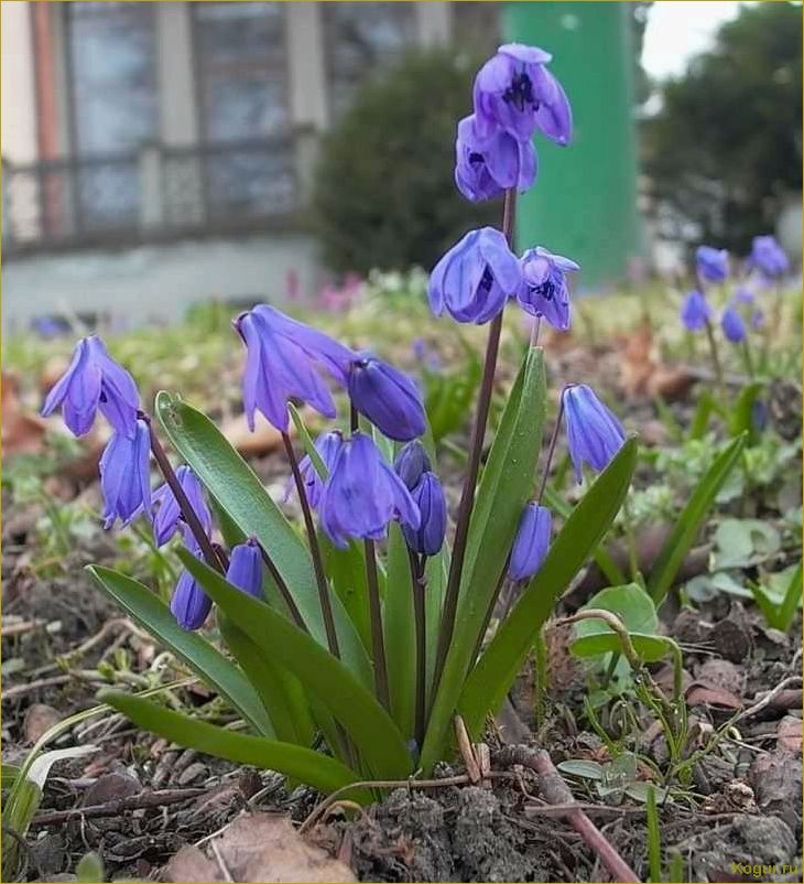 (сцилла, посадка, уход, открытом, грунте) Сцилла: посадка и уход в открытом грунте