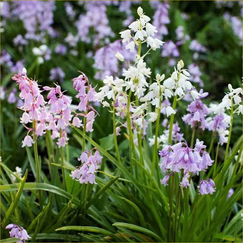 (сцилла, посадка, уход, открытом, грунте) Сцилла: посадка и уход в открытом грунте