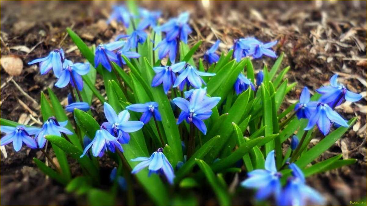 (сцилла, посадка, уход, открытом, грунте) Сцилла: посадка и уход в открытом грунте