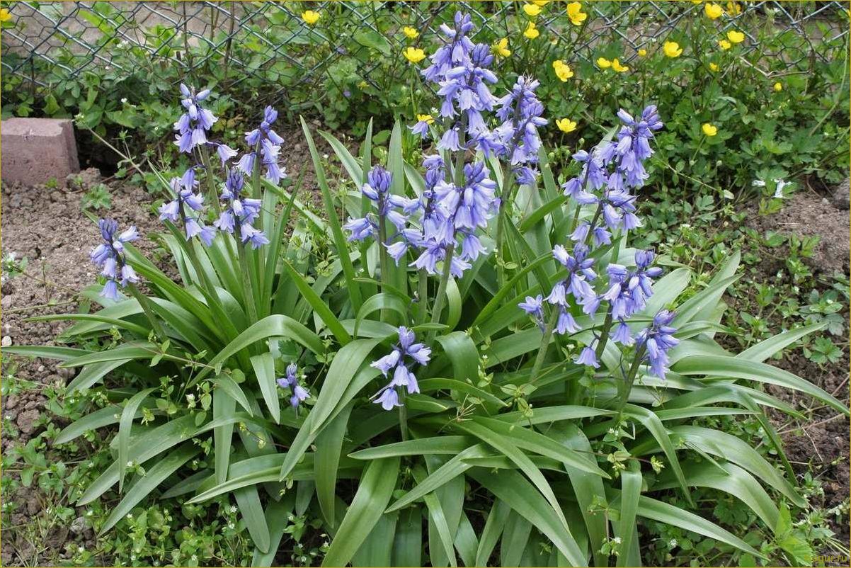 (сцилла, посадка, уход, открытом, грунте) Сцилла: посадка и уход в открытом грунте