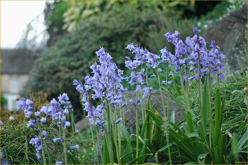 (сцилла, посадка, уход, открытом, грунте) Сцилла: посадка и уход в открытом грунте