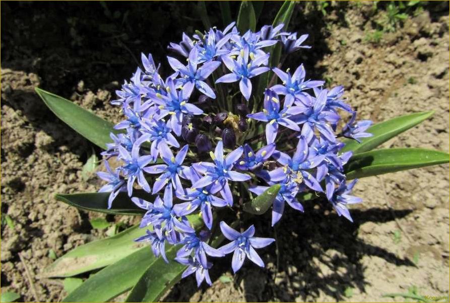 (сцилла, посадка, уход, открытом, грунте) Сцилла: посадка и уход в открытом грунте