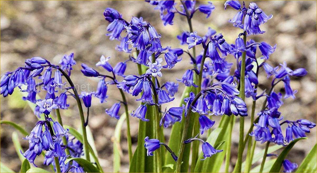 (сцилла, посадка, уход, открытом, грунте) Сцилла: посадка и уход в открытом грунте