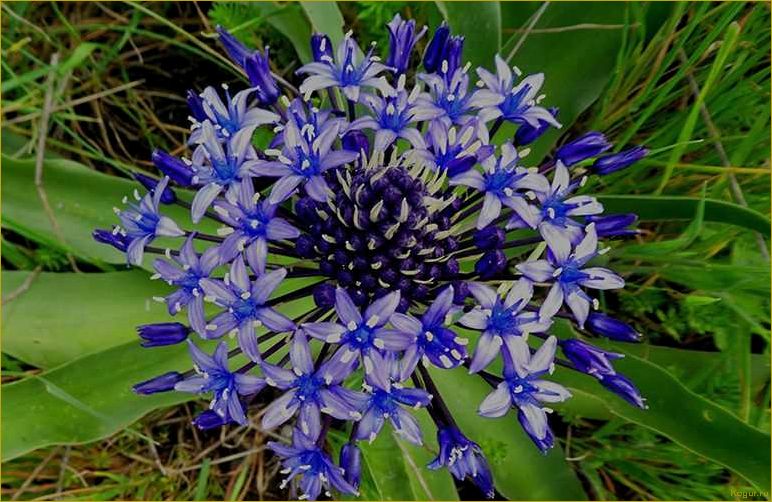 (сцилла, посадка, уход, открытом, грунте) Сцилла: посадка и уход в открытом грунте