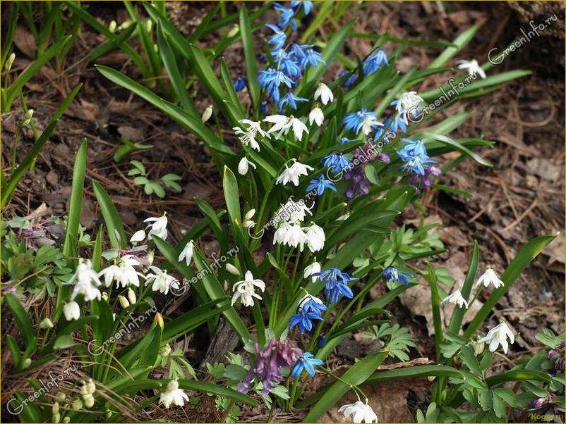 (сцилла, посадка, уход, открытом, грунте) Сцилла: посадка и уход в открытом грунте