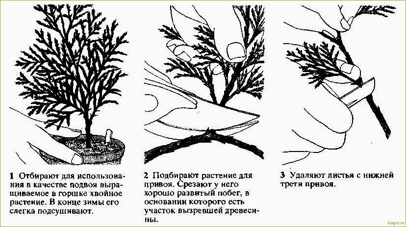 Как самостоятельно размножать можжевельник через черенки: пошаговая инструкция