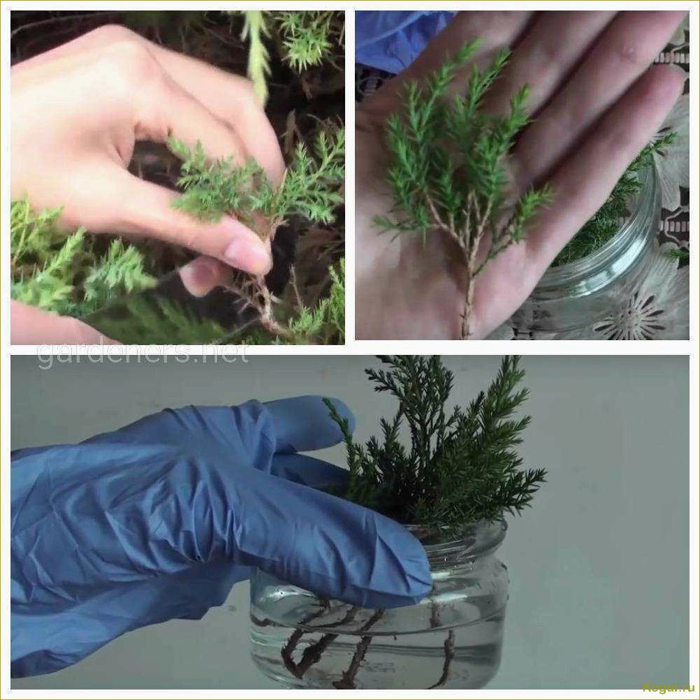 Как самостоятельно размножать можжевельник через черенки: пошаговая инструкция
