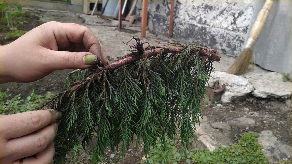 Как самостоятельно размножать можжевельник через черенки: пошаговая инструкция