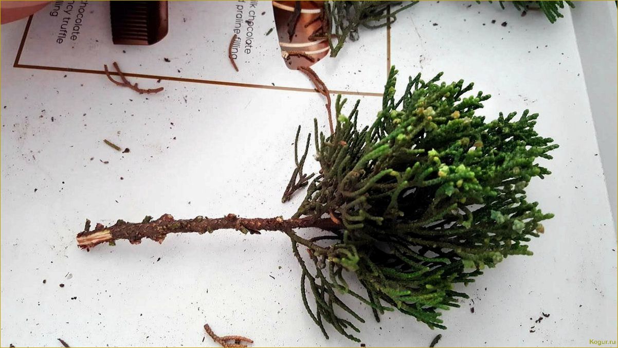 Как самостоятельно размножать можжевельник через черенки: пошаговая инструкция