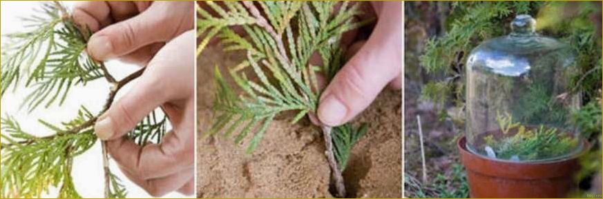 Как самостоятельно размножать можжевельник через черенки: пошаговая инструкция