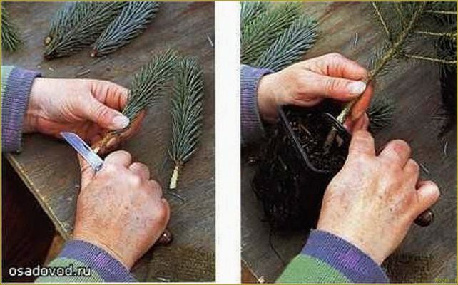 Как самостоятельно размножать можжевельник через черенки: пошаговая инструкция
