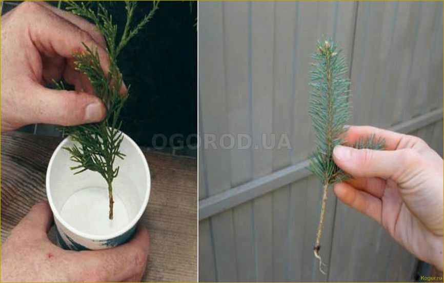 Как самостоятельно размножать можжевельник через черенки: пошаговая инструкция